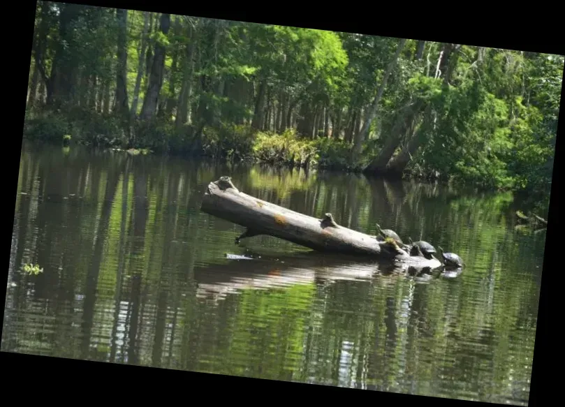 Airboat Wildlife Adventures