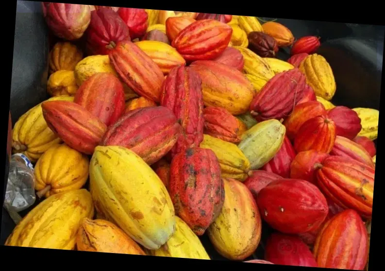 Hana Gold Cacao Plantation