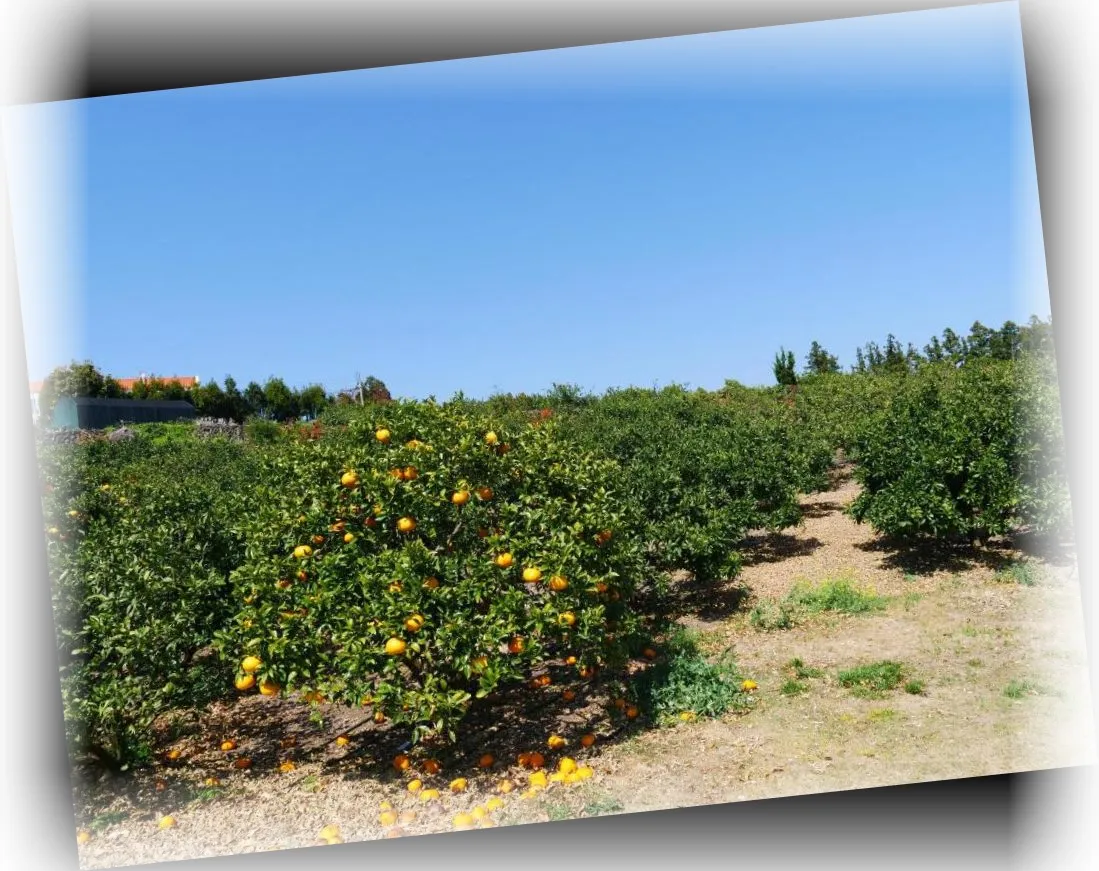 ______image_6.webp